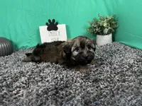 Fisher, a male Havanese for sale in Waynesville, MO – 3 of 3