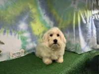 Izen, a male Havamalt for sale in Waynesville, MO – 3 of 10