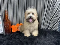 Merlin, a male Havapoo for sale in Waynesville, MO – 3 of 3