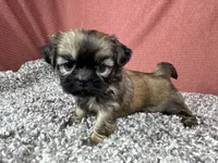 Princeton, a male Shih Tzu for sale in Waynesville, MO – 6 of 10