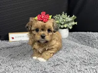 Brooklynn, a female Peekapoo for sale in Waynesville, MO – 2 of 4