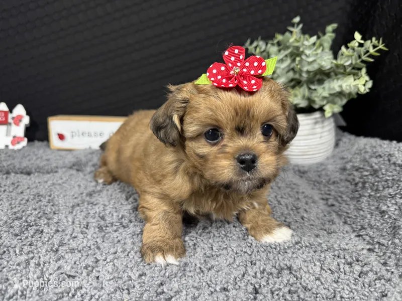 Brooklynn – Peekapoo puppy for sale in Waynesville, MO