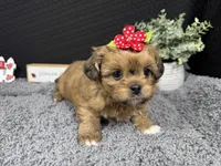 Brooklynn, a female Peekapoo for sale in Waynesville, MO – 1 of 4