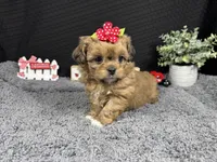Brooklynn, a female Peekapoo for sale in Waynesville, MO – 3 of 4