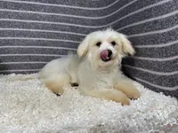 Curtis, a male Maltipoo for sale in Waynesville, MO – 3 of 10
