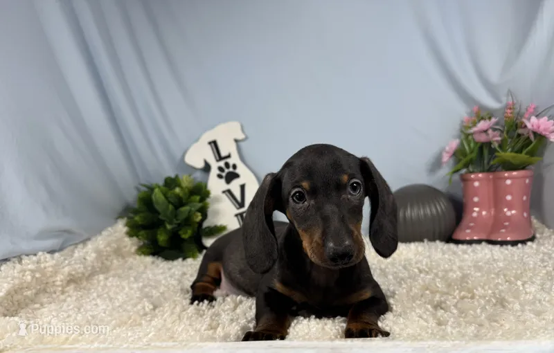 Percy – Miniature Dachshund puppy for sale in Waynesville, MO