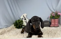 Percy, a male Miniature Dachshund for sale in Waynesville, MO – 7 of 10