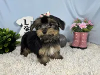 Sophia, a female Yorkshire Terrier for sale in Waynesville, MO – 7 of 10