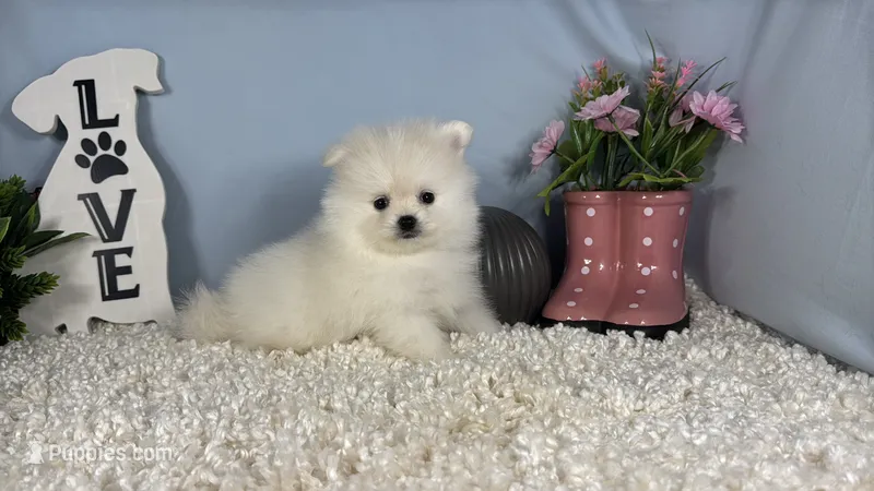 Phoenix – Pomeranian puppy for sale in Waynesville, MO
