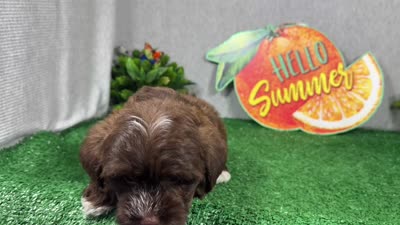 Maxwell, a male Yorkipoo for sale in Waynesville, MO – 4 of 10