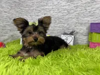 Sienna, a female Yorkshire Terrier for sale in Waynesville, MO – 5 of 10