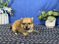 Moses, a male Pomeranian for sale in Waynesville, MO – 2 of 3