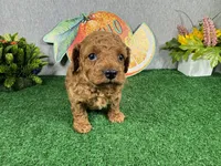 Dean, a male Poodle - Toy  for sale in Waynesville, MO – 3 of 4