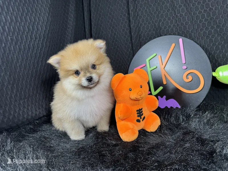 Moses – Pomeranian puppy for sale in Waynesville, MO