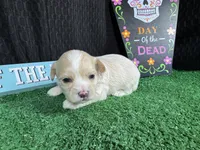 Gavin, a male Maltipoo for sale in Waynesville, MO – 3 of 3