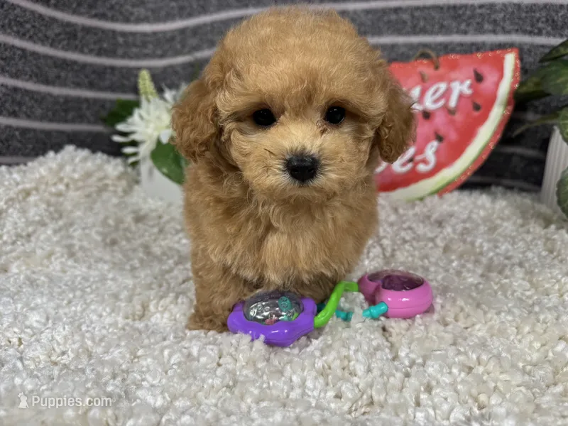 Astro – Maltipoo puppy for sale in Waynesville, MO