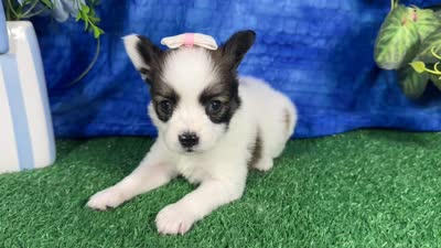 Lexie, a female Papillon for sale in Waynesville, MO – 4 of 4