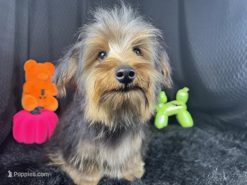 Samuel – Yorkshire Terrier puppy for sale in Waynesville, MO