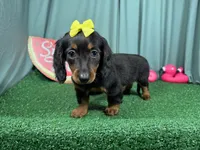 Posey, a female Miniature Dachshund for sale in Waynesville, MO – 2 of 3