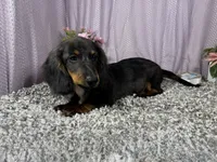 Patrick, a male Miniature Dachshund for sale in Waynesville, MO – 3 of 10