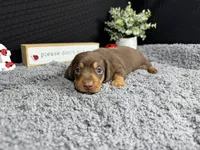 William, a male Miniature Dachshund for sale in Waynesville, MO – 2 of 3