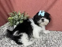 Gypsy, a female Shih Tzu for sale in Waynesville, MO – 3 of 4