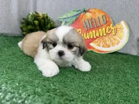 Toby, a male Shih Tzu for sale in Waynesville, MO – 2 of 4