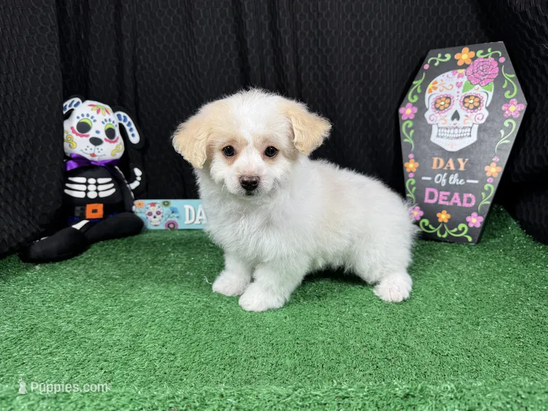 Sully – Maltipoo puppy for sale in Waynesville, MO