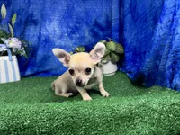 Boston, a male Chihuahua for sale in Waynesville, MO – 2 of 10