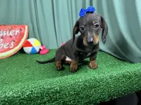 Pearl, a female Miniature Dachshund for sale in Waynesville, MO – 3 of 3