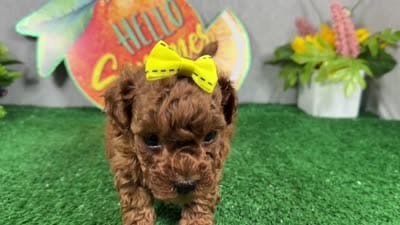 Daisy, a female Poodle - Toy  for sale in Waynesville, MO – 4 of 4
