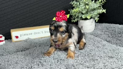 Willow, a female Miniature Dachshund for sale in Waynesville, MO – 4 of 4