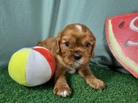 Ruffus, a male Cavalier King Charles Spaniel for sale in Waynesville, MO – 2 of 3