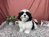Grey, a male Shih Tzu for sale in Waynesville, MO – 2 of 4