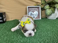 Claire, a female Pekingese for sale in Waynesville, MO – 2 of 3
