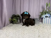 Gretchen, a female Shih Tzu and Poodle - Toy  for sale in Waynesville, MO – 3 of 3