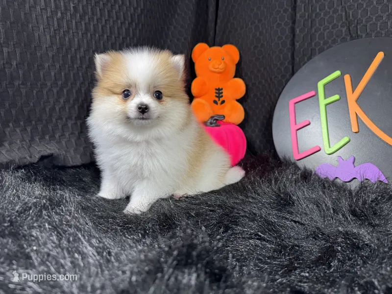 Malachi – Pomeranian puppy for sale in Waynesville, MO