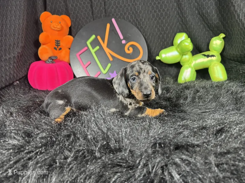 Granger – Miniature Dachshund puppy for sale in Waynesville, MO