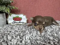 Maribella, a female Chihuahua for sale in Waynesville, MO – 1 of 4