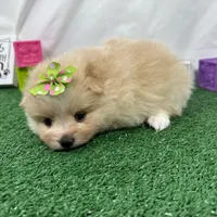 Sarah, a female Pomeranian for sale in Waynesville, MO – Photo 5 of 9