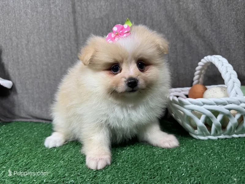 Sarah – Pomeranian puppy for sale in Waynesville, MO