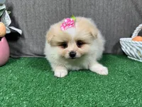 Sarah, a female Pomeranian for sale in Waynesville, MO – Photo 3 of 9