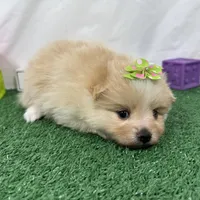 Sarah, a female Pomeranian for sale in Waynesville, MO – Photo 6 of 9