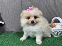 Sarah, a female Pomeranian for sale in Waynesville, MO – Photo 2 of 9