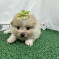 Sarah, a female Pomeranian for sale in Waynesville, MO – Photo 4 of 9