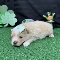 Sarah, a female Pomeranian for sale in Waynesville, MO – Photo 9 of 9