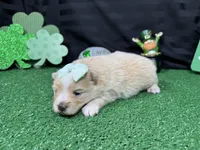 Sarah, a female Pomeranian for sale in Waynesville, MO – Photo 3 of 3