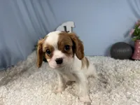 Riley, a male Cavalier King Charles Spaniel for sale in Waynesville, MO – 8 of 10