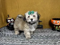 Izzy, a female Havanese for sale in Waynesville, MO – 2 of 3