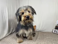 Samuel, a male Yorkshire Terrier for sale in Waynesville, MO – 2 of 10